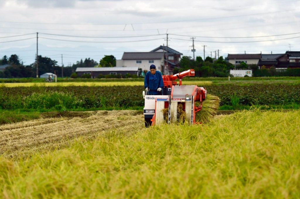 稲刈りをする農業の現場